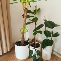 گل و گلدان