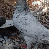 چند عدد کبوتر درجه یک|پرنده|شبانکاره, |دیوار