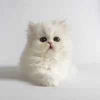 پت خوشگل