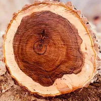 خرید انوع «چوب »