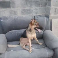سگ ژرمن در کنار اب زاینده رود گم شده با ۸تا توله