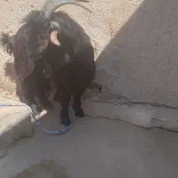 میش وا  بره  بیگ