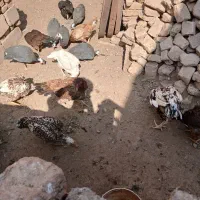 مرغ خروس لاری|حیوانات مزرعه|تربت جام, حافظ|دیوار