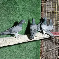 کبوتر پاکستانی چپرا|پرنده|تهران, هلال احمر|دیوار