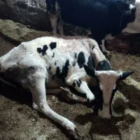 فروش و خرید انواع گاو زمین گیر کسل حال|حیوانات مزرعه|اراک, |دیوار