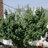 فروش-یک-طبقه-از-دو-طبقه-در-آزادگان