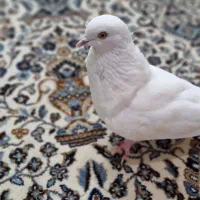 کفترتهرانی|پرنده|الوند, |دیوار
