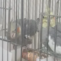 جوجه عروس هلندی دونخور و سخنگو