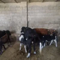 گاو