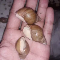 حلزون آلبینو