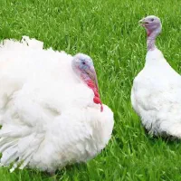 بوقلمون گوشتی