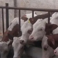 فروش فوق العاده|حیوانات مزرعه|جغتای, |دیوار