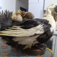 دکوری اردک طبیعی و جوجه هاش