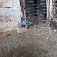 کفتر آلمانی ضمانتی مسافتی