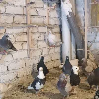 کبوتر کفتر برای نوبازی|پرنده|طرقبه, |دیوار