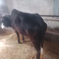 گاو چالوسی ورزا گاو لیشه