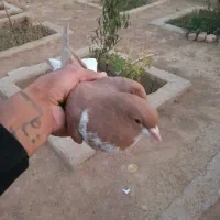 کفتر|پرنده|شیراز, گویم|دیوار