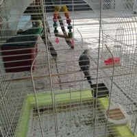 فقط فقط تماس