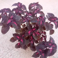 ۶تا گل حسن یوسف خوشگل در حال رشد بفروش میرسد|گل و گیاه طبیعی|قدس, شهر‌قدس|دیوار