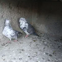 کفتر پرشی|پرنده|قم, کلهری|دیوار