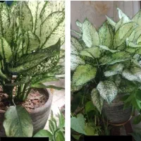 سرسبزی وطروات به گل هاتون هدیه بدید|گل و گیاه طبیعی|نجفآباد, منتظری شمالی|دیوار