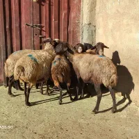 ۸رس میش ابستن داشتی|حیوانات مزرعه|خنداب, |دیوار