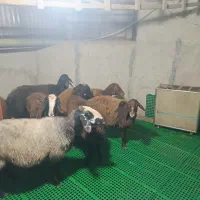 فروش گوسفند نژاد شال و افشار