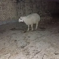 فروش بره فوری