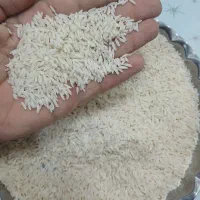 برنج هاشمی دوالکه ب شرط پخت برنج امسال بدون شکست