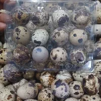 تخم بلدرچین