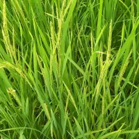 هاشمی سورتینگ شده درجه یک