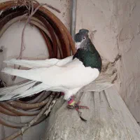 کفتر|پرنده|کاشمر, |دیوار