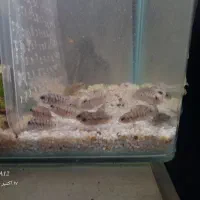 فلاور و گورخری|ماهی|بندرعباس, |دیوار