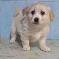 توله سگ اشپیتز دو ماهه