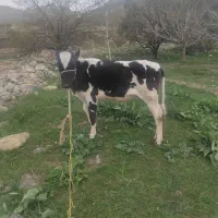 گوساله