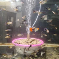 گوپی کوتوله