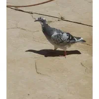 یک جوجه ابلغ فروشی