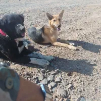 سگ ژرمن ماده|سگ|نطنز, |دیوار