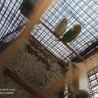 مرغ عشق انگلیسی|پرنده|میناب, |دیوار