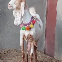 فروش 1راس شاه بز پاکستانی کاموری|حیوانات مزرعه|بردسکن, |دیوار