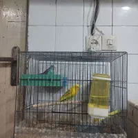 یک جفت مرغ عشق همراه قفس