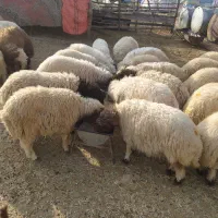 بره درجه یک .سه ورن.یک میش با بره