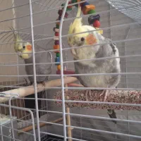 عروس هلندی نر و ماده