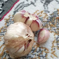 سیر