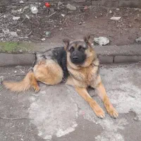 سگ ژرمن شپرت کلاسیک|سگ|قائم‌شهر, |دیوار