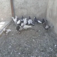 پرنده