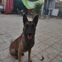 واگذاری سگ مالینویز