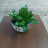 کادو روز مادر|گل و گیاه طبیعی|میبد, |دیوار