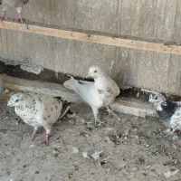 ۱۱عدد کبوتر مسافتی و تهرانی|پرنده|تهران, سعیدآباد|دیوار