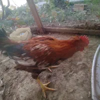 خروس گلین|حیوانات مزرعه|نجفآباد, یزدانشهر|دیوار